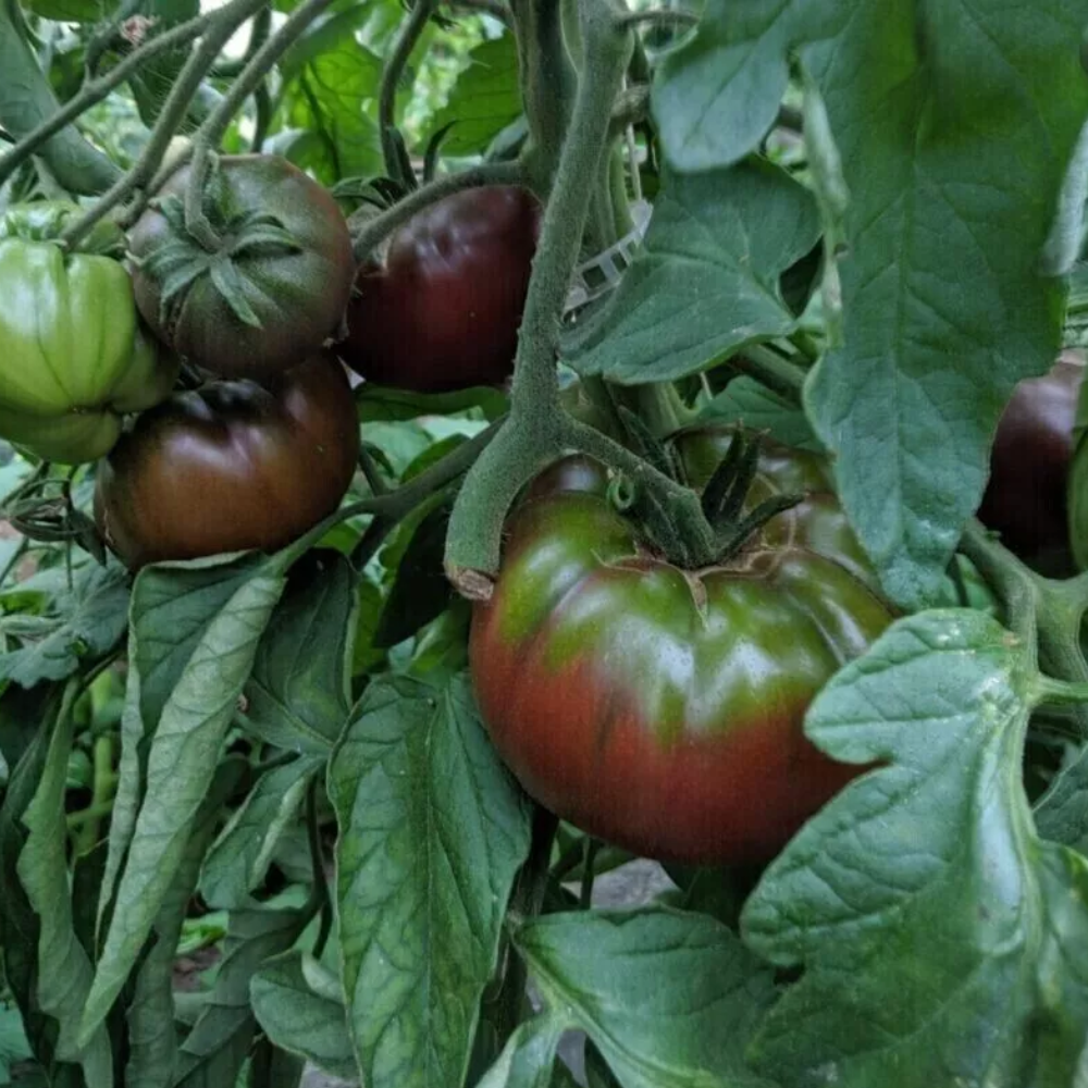 Black Crimea Tomato Seeds