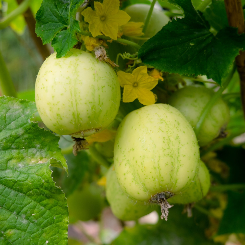 Crystal Lemon Cucumber Seeds