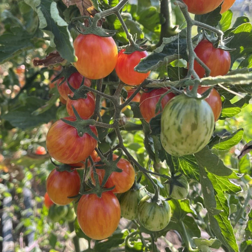 Tigerella Tomato Seeds