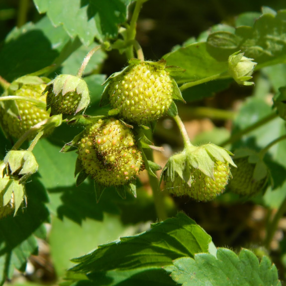 Yellow Alpine Strawberry Seeds