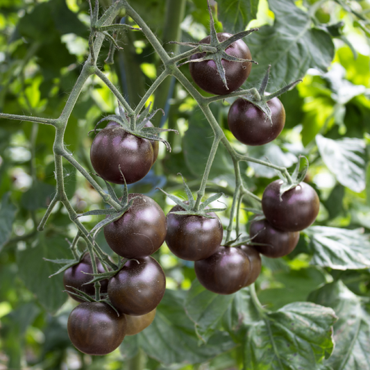 Black Cherry Tomato Seeds