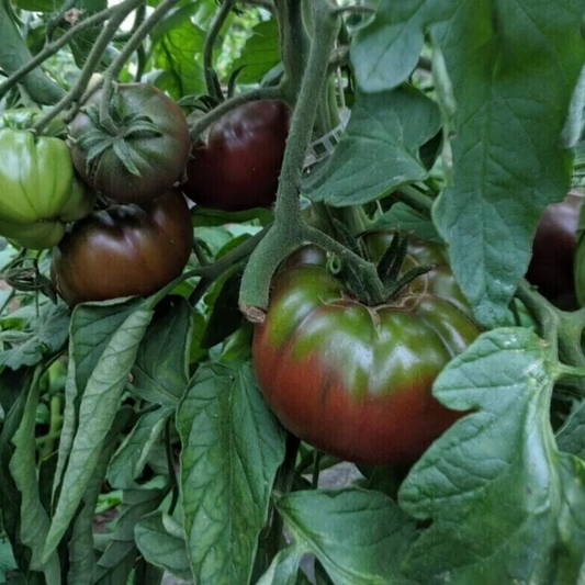 Black Crimea Tomato Seeds