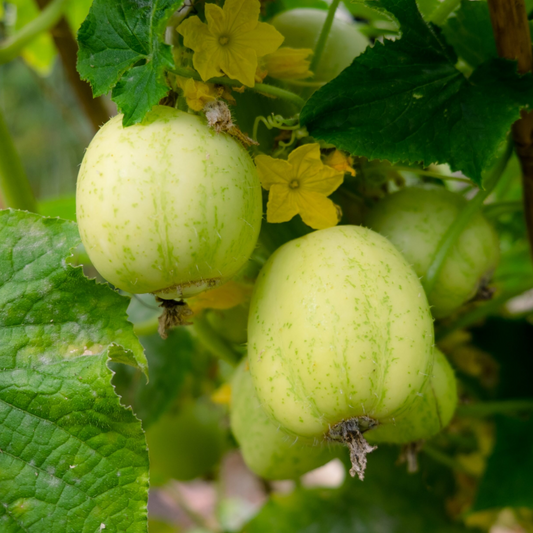 Crystal Lemon Cucumber Seeds