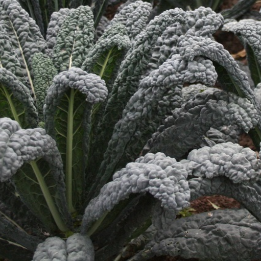 Dwarf Black Kale Seeds