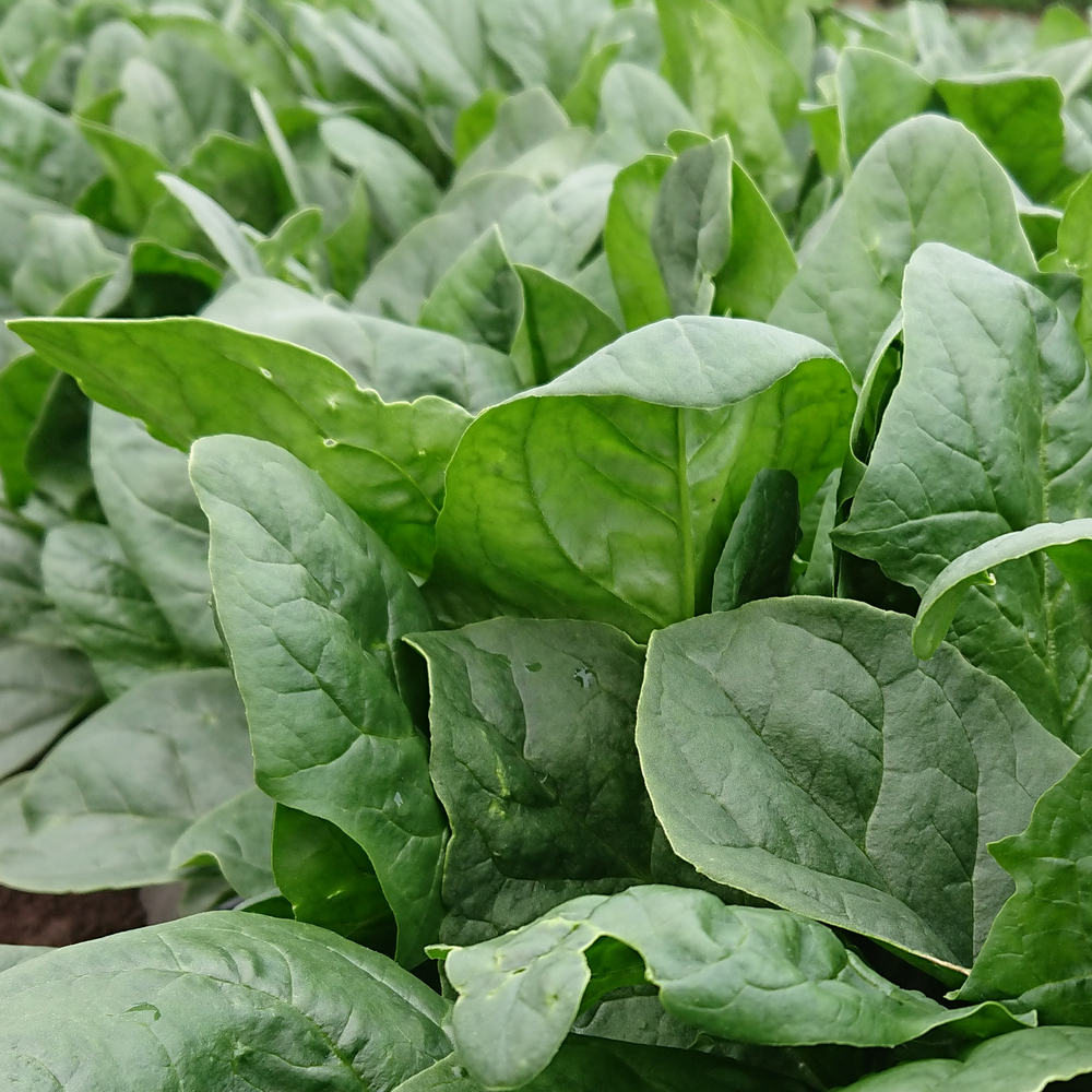 Giant Green Spinach Seeds