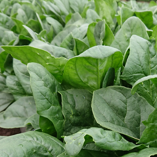 Giant Green Spinach Seeds
