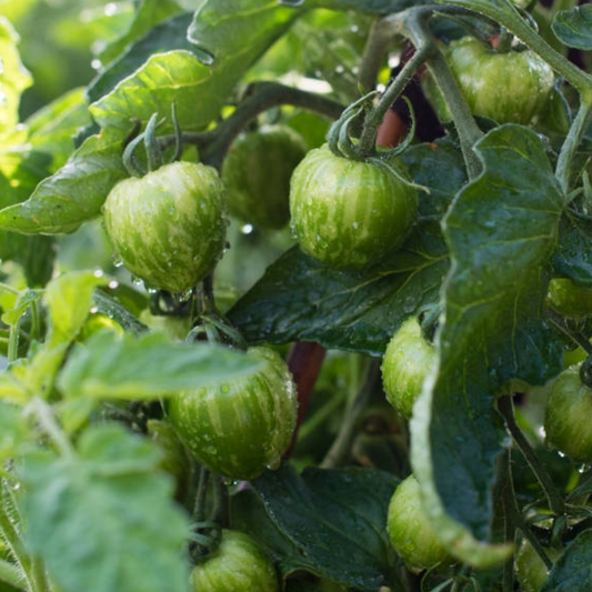 Green Zebra Tomato Seeds
