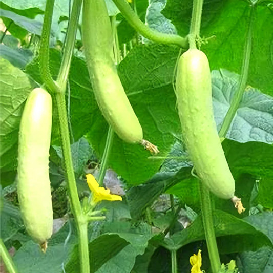 Lime Honey Cucumber Seeds