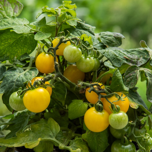 Orange Cherry Tomato Seeds