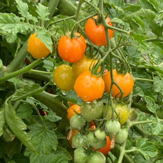 Orange Queen Tomato Seeds