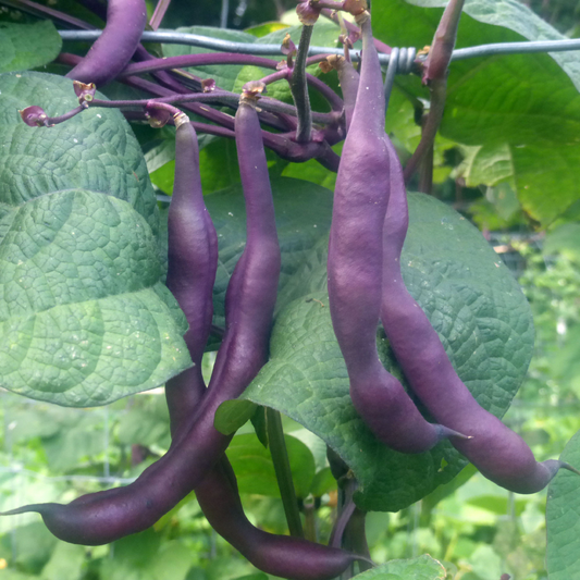 Purple Dwarf French Bean Seeds