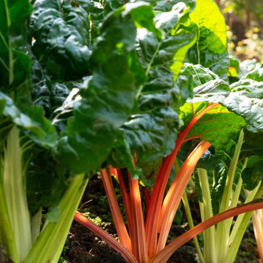 Rainbow Chard Seeds