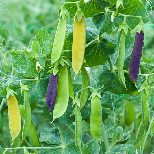 Rainbow Mangetout Pea Seeds