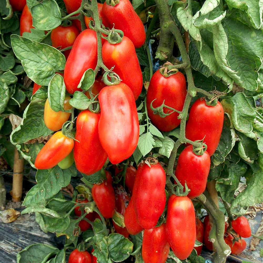 San Marzano Tomato Seeds