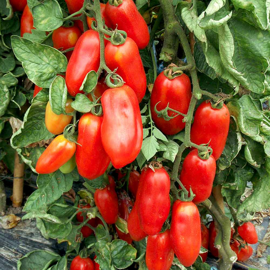 San Marzano Tomato Seeds