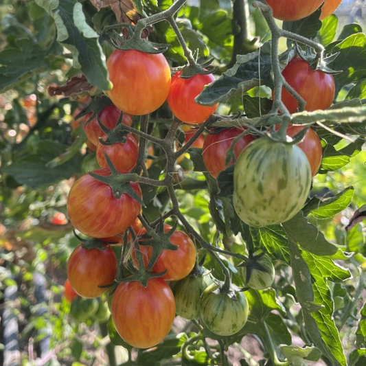 Tigerella Tomato Seeds