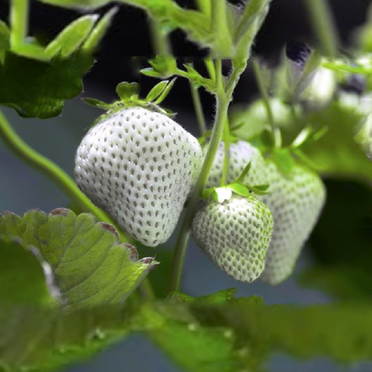 White Japanese Strawberry Seeds
