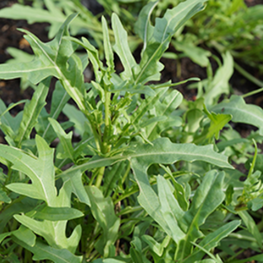 Wild Rocket Seeds