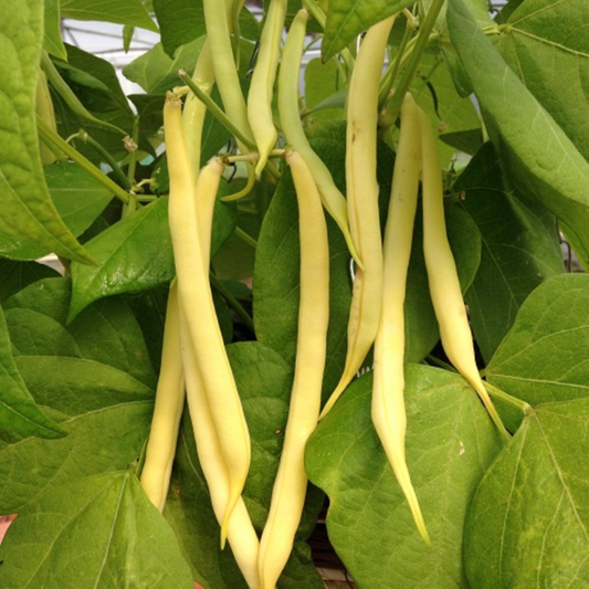 Yellow Dwarf French Bean Seeds